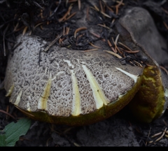 Butyriboletus abieticola