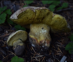 Butyriboletus abieticola