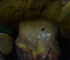 Butyriboletus abieticola
