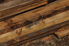 Pholidoscelis plei