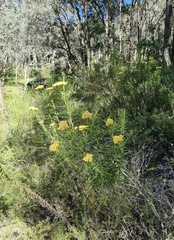 Cassinia ozothamnoides