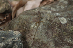 Anolis pogus