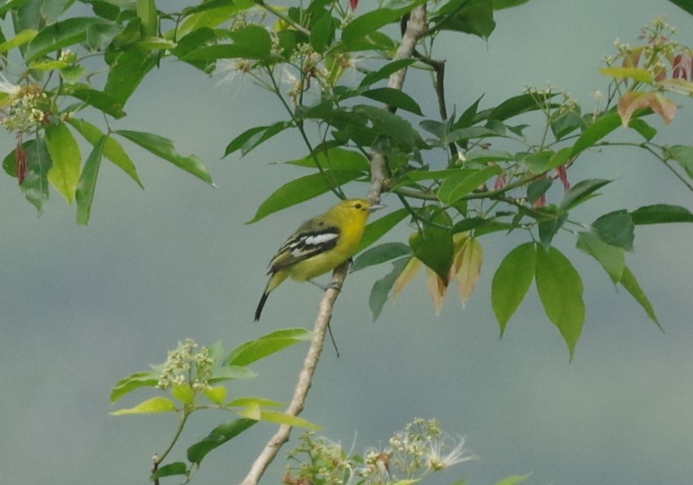Aegithina tiphia tiphia