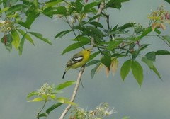 Aegithina tiphia tiphia