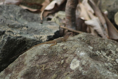 Anolis pogus