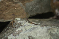 Anolis pogus