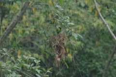 Psarisomus dalhousiae