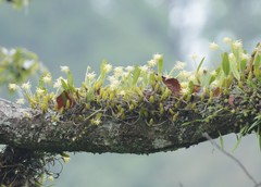 Bulbophyllum odoratissimum