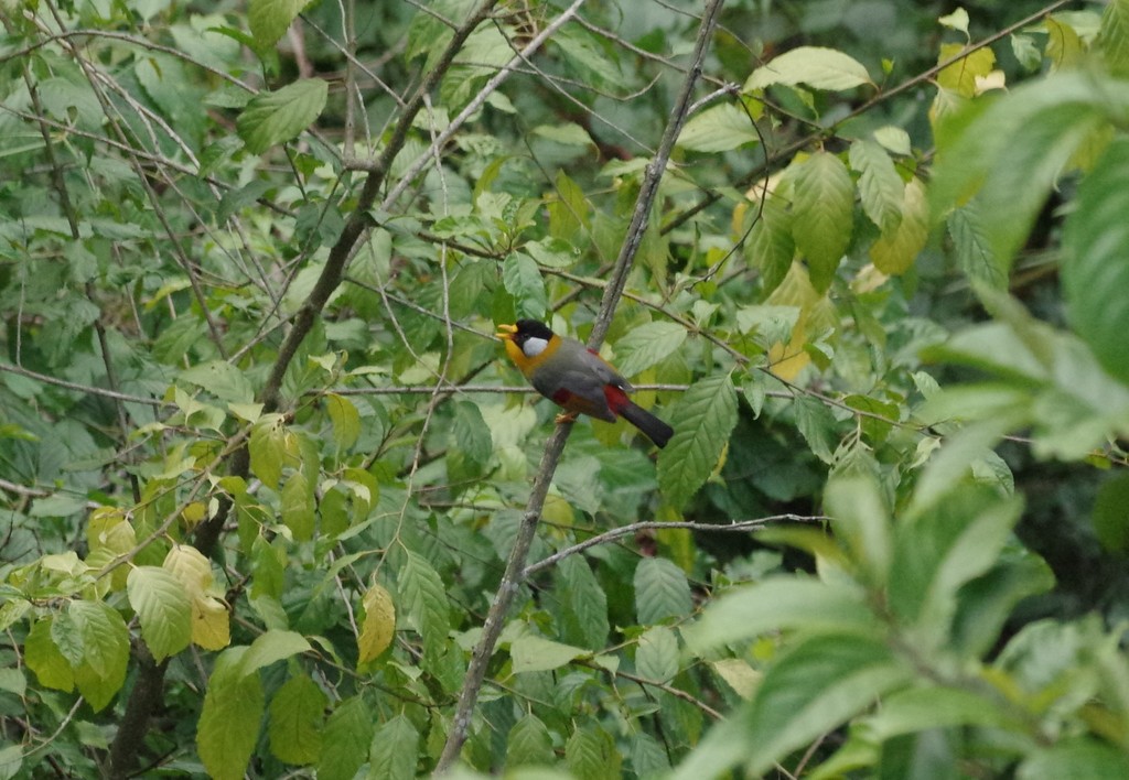 Silver-eared Mesia