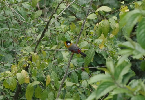 Silver-eared Mesia