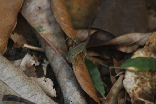 Watts' Anole, Anolis pogus