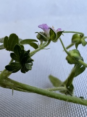 Geranium gardneri