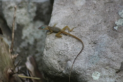 Anolis pogus