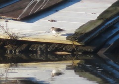 Actitis hypoleucos