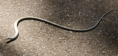 Pygopodidae