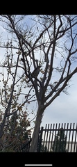 Accipiter cooperii