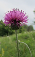 Cirsium pannonicum