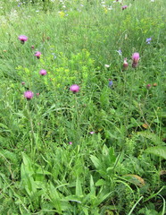 Cirsium pannonicum