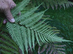 Dicksonia fibrosa