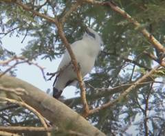 Leucopsar rothschildi