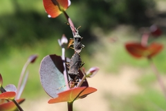 Gelonus tasmanicus