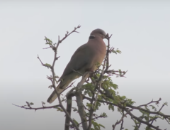 Streptopelia bitorquata