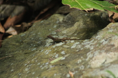 Anolis pogus