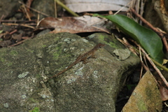 Anolis pogus
