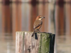 Lanius bucephalus