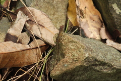 Anolis pogus