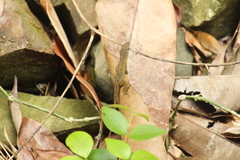 Anolis pogus