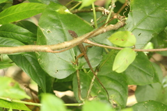 Anolis pogus