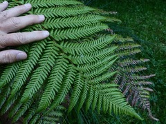 Dicksonia fibrosa