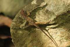 Anolis pogus