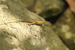 Anolis pogus