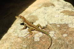 Anolis gingivinus