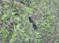 Pterorhinus ruficollis