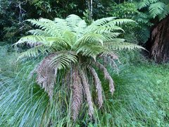 Dicksonia fibrosa