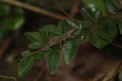 Anolis pogus
