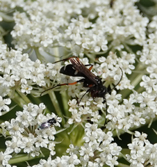 Cryptocheilus versicolor
