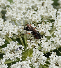 Cryptocheilus versicolor