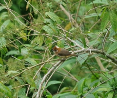 Yuhina bakeri