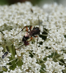 Cryptocheilus versicolor