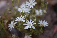 Stellaria pungens