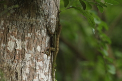 Anolis gingivinus