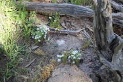 Stellaria pungens