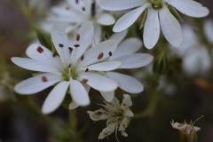 Stellaria pungens