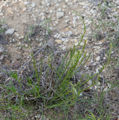 Dysodiopsis tagetoides