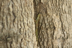 Anolis gingivinus