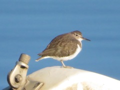 Actitis hypoleucos
